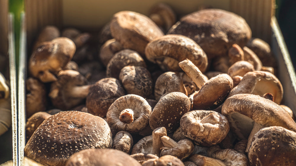 Kit de cultivo ecológico Shiitake