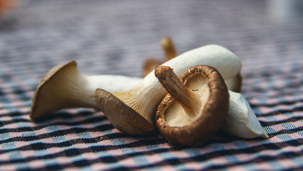 Kit de cultivo ecológico Shiitake