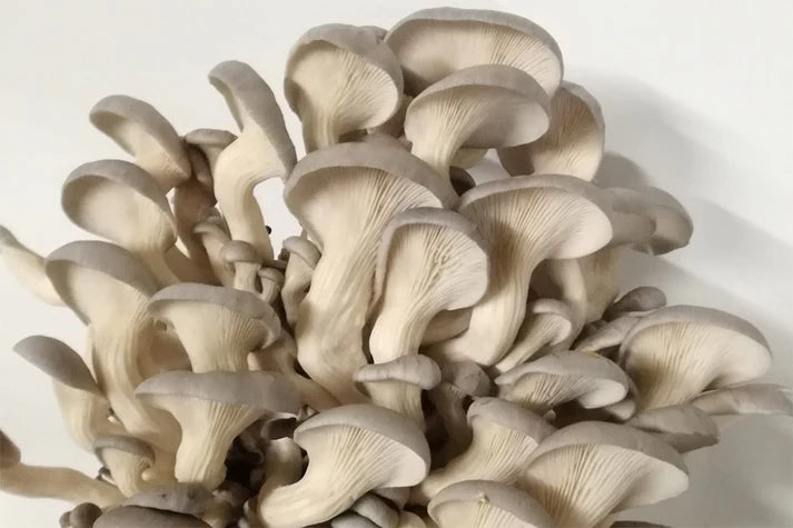 Kit de cultivo ecológico Gírgola