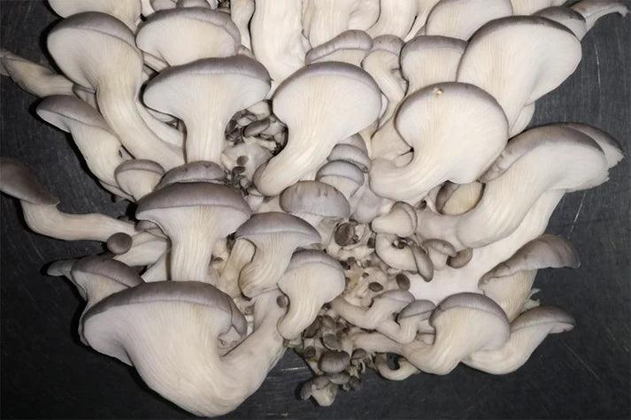 Kit de cultivo ecológico Gírgola