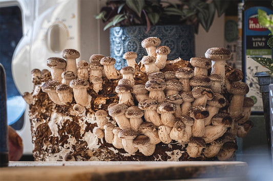 Kit de cultivo ecológico Shiitake