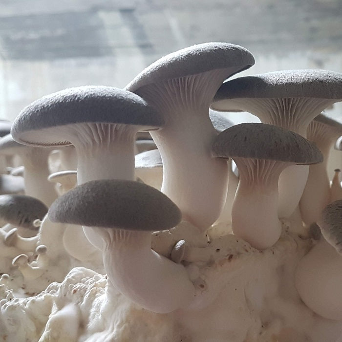 Organic King Trumpet Mushroom Grow Kit