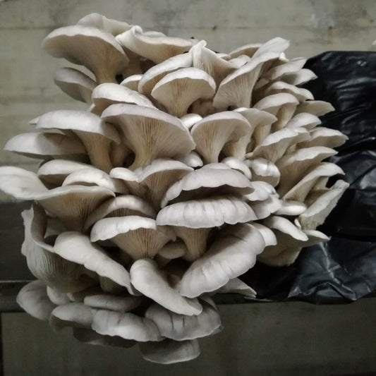 Organic Marble Oyster Mushroom Grow Kit