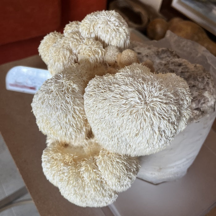 Organic Lion's Mane Mushroom Grow Kit